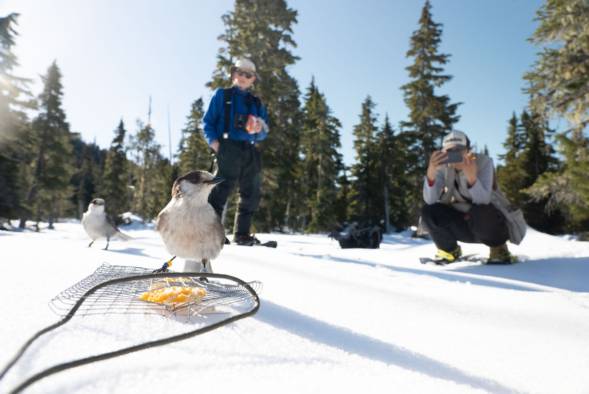 Canada jays approach food placed on wire mesh on snowy ground. In the background, two people, one crouching and one standing, look on.