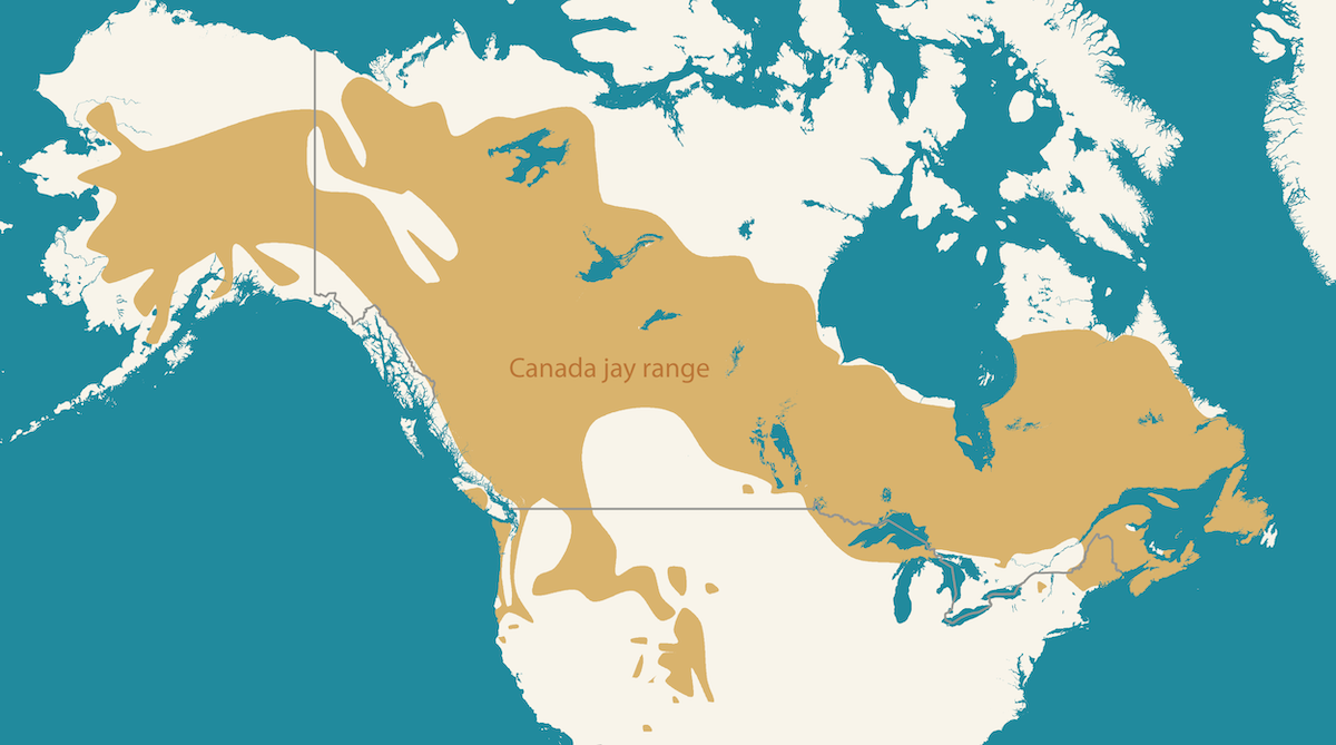 A map shows the range of Canada jays, which spans from the east coast of Canada to the west coast of Canada, and, in the west, down into the U.S.