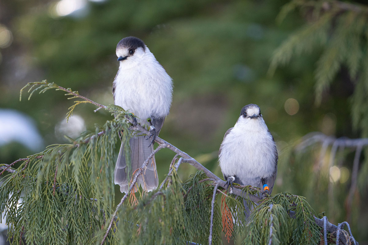 A pair of Canada jays on a cedar branch.