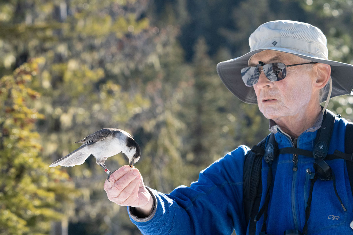 A light-skinned older man wearing a wide-brimmed hat and a blue jacket feeds a Canada jay on his outstretched hand.