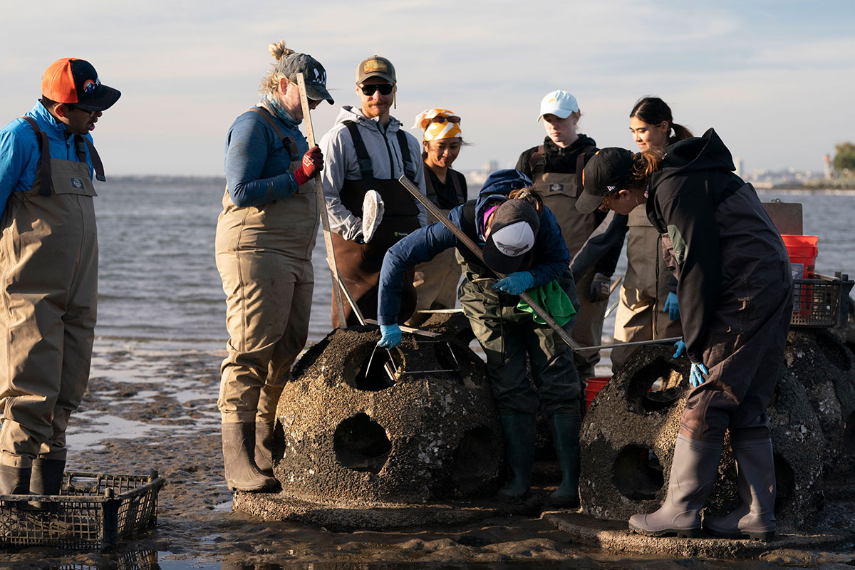 People stand and work on the coastline in waders, examining concrete spheres that have regularly spaced holes.