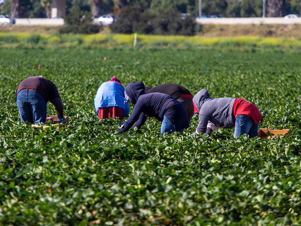 Five farmworkers are bent over working in a bright green field.