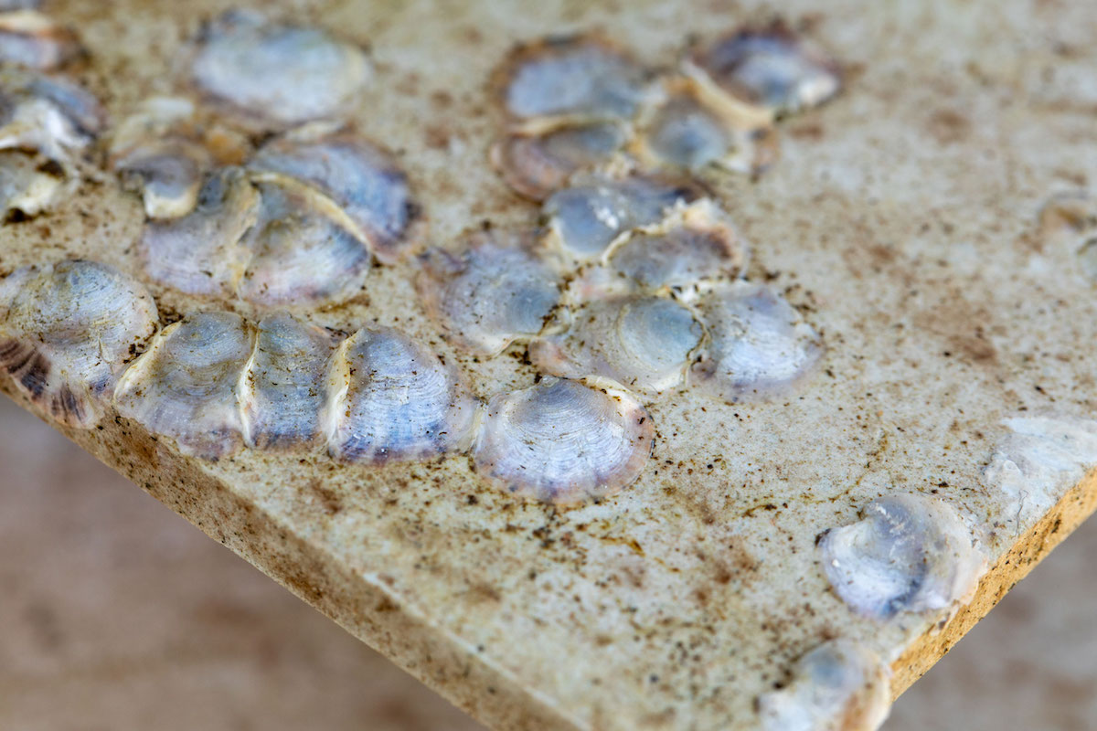 Small oysters attached to a ceramic tile.