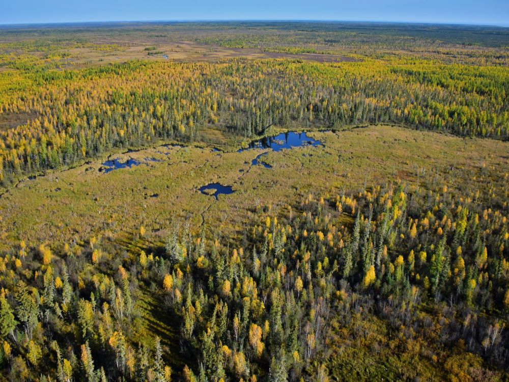 An aerial view of the world’s largest beaver dam. It looks like a recurve bow and is outlined by a marshy lake and a dense forest.