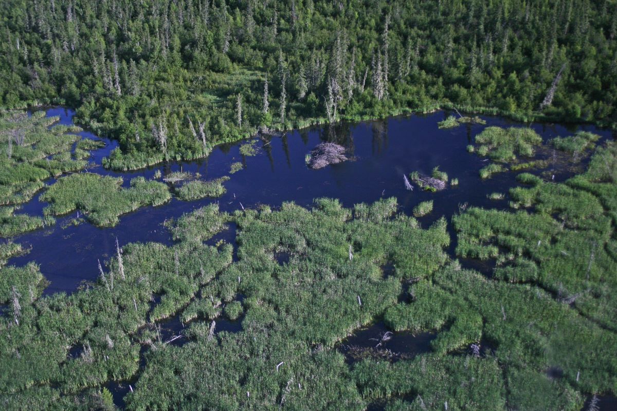 An aerial view of a beaver lodge surrounded by water and marshy vegetation.
