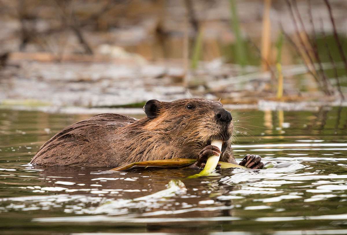 A photo of a North American beaver swimming in a wetland lake. It is holding and eating green grass shoots.
