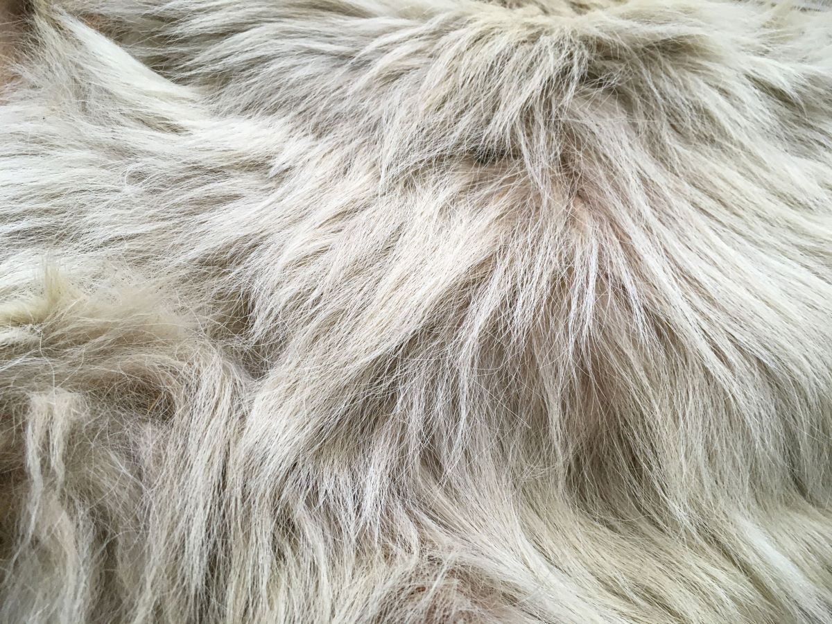 A close-up image of the wool from the pelt of an ancient Pacific Northwest dog breed.