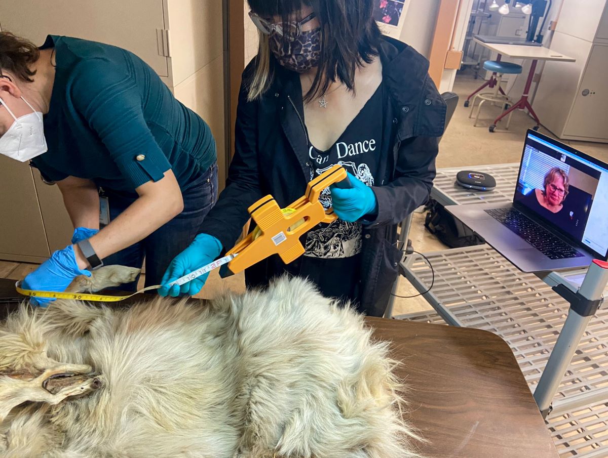 Two people wearing respiratory masks use a tape measure to inspect the woolly pelt of an ancient Pacific Northwest dog breed.