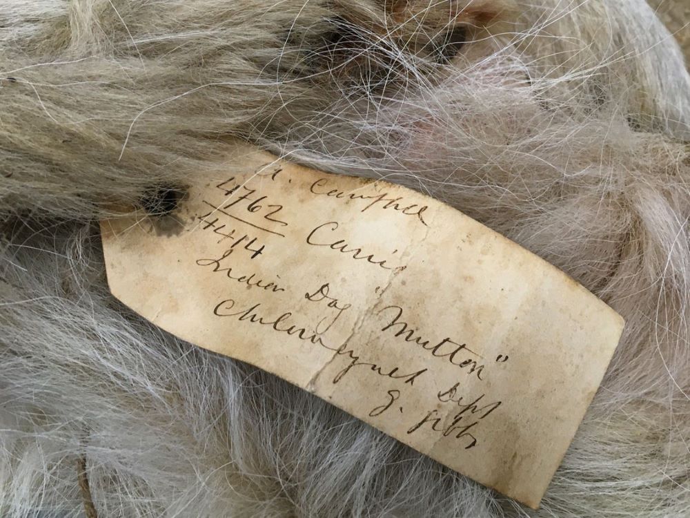 A close-up image of the wool from the pelt of an ancient Pacific Northwest dog breed, including a tag that has the word 'Mutton' written on it.