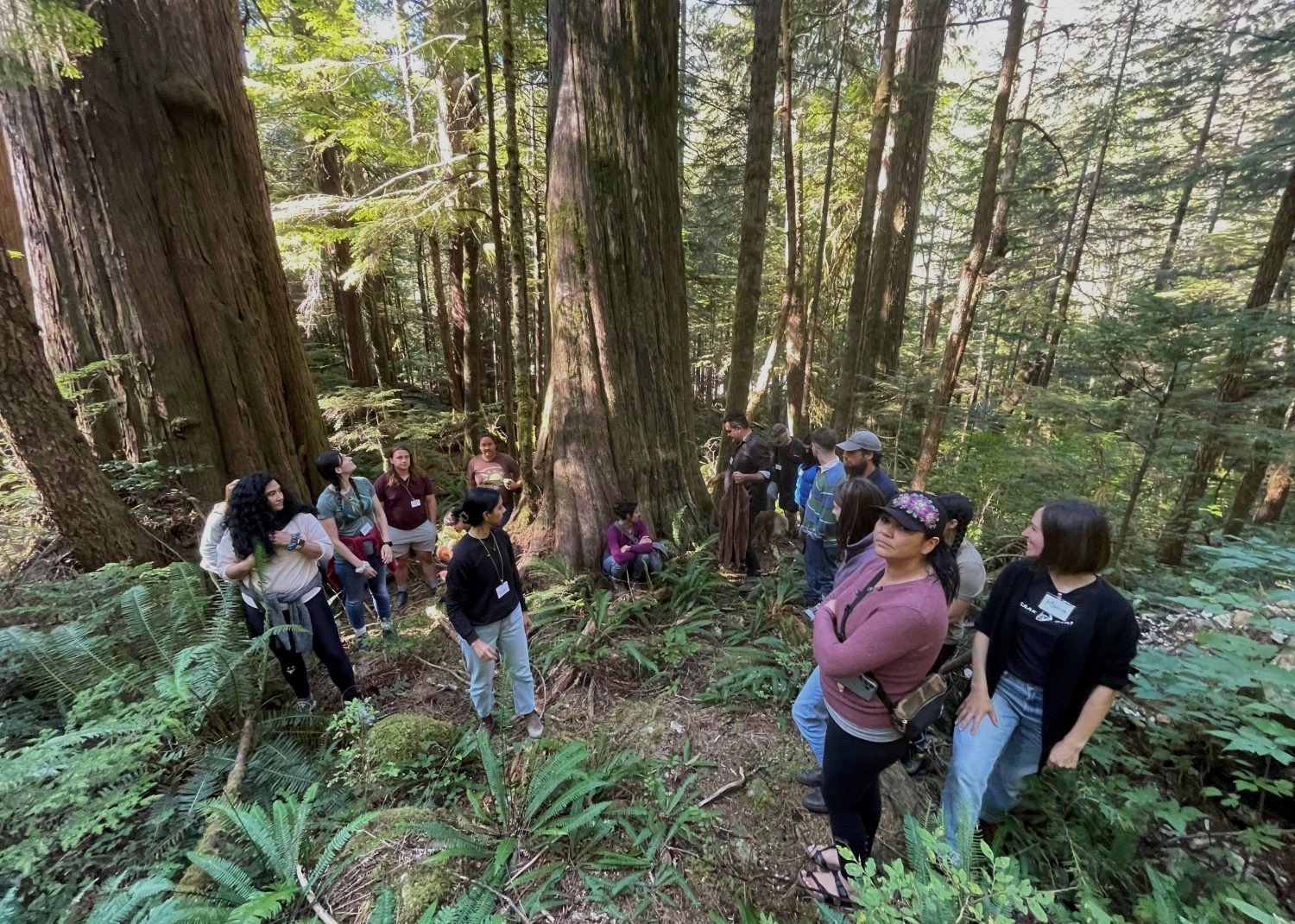A group of students stand clustered around some western red cedar trees.