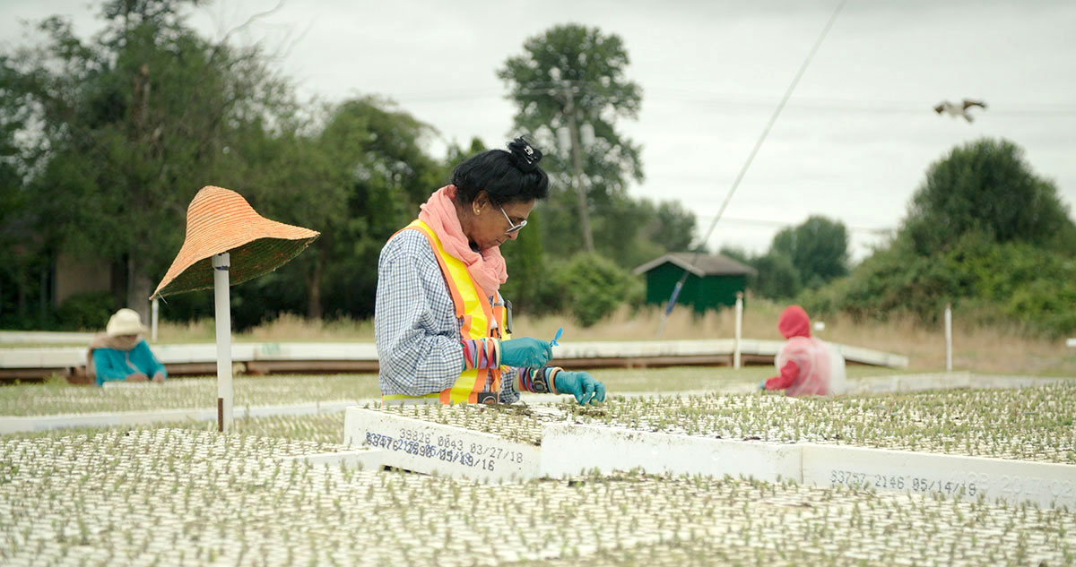 People plant thousands of tiny seedlings.