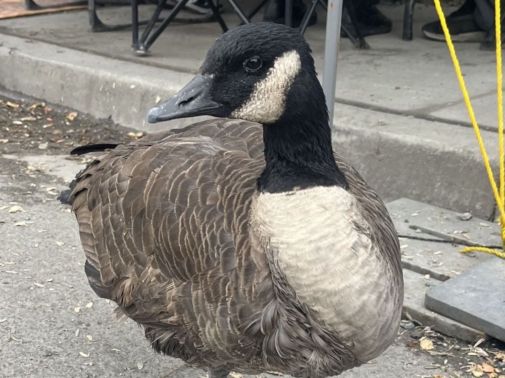 A Canada goose stands on pavement on one leg. He has brownish grey body feathers, white feathers on his chest and a black head with white feathers running from behind his eye and under his chin.