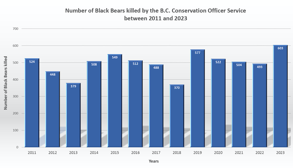 A chart shows the number of bears killed in B.C. by year, with the highest number in 2023.