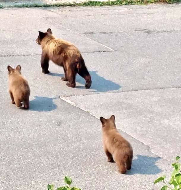A photo of three light brown bears, a mother and two fluffy cubs, walking across a concrete area.