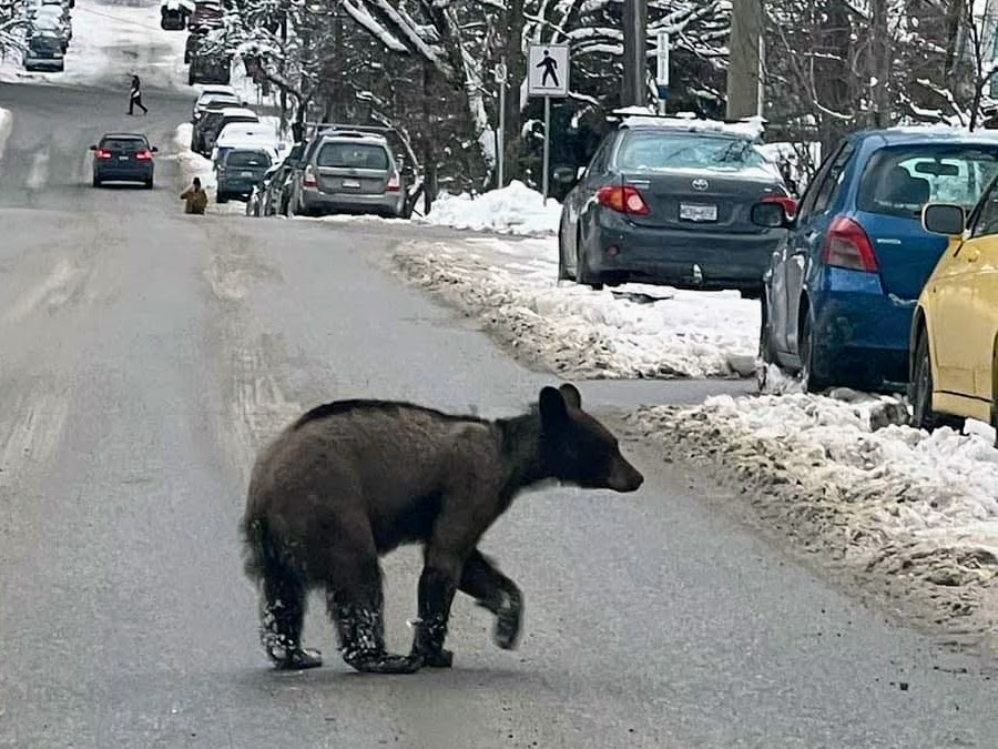 A small black bear crosses a wet street, with wet snow by the curb, a row of parked cars and a view down a hilly street.