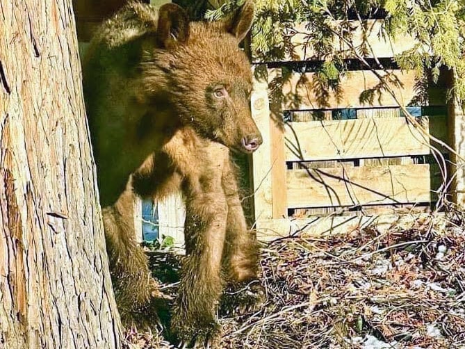 A young light brown bear stands in the sun by a cedar tree, against a fence.