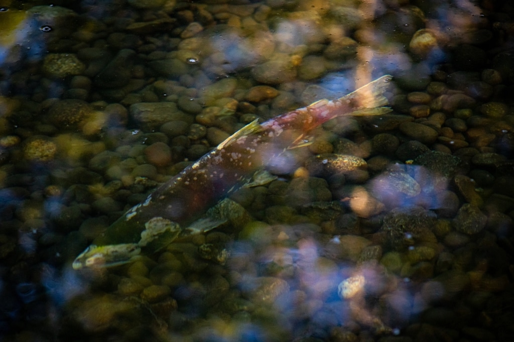 A fish is visible in water dappled with light.