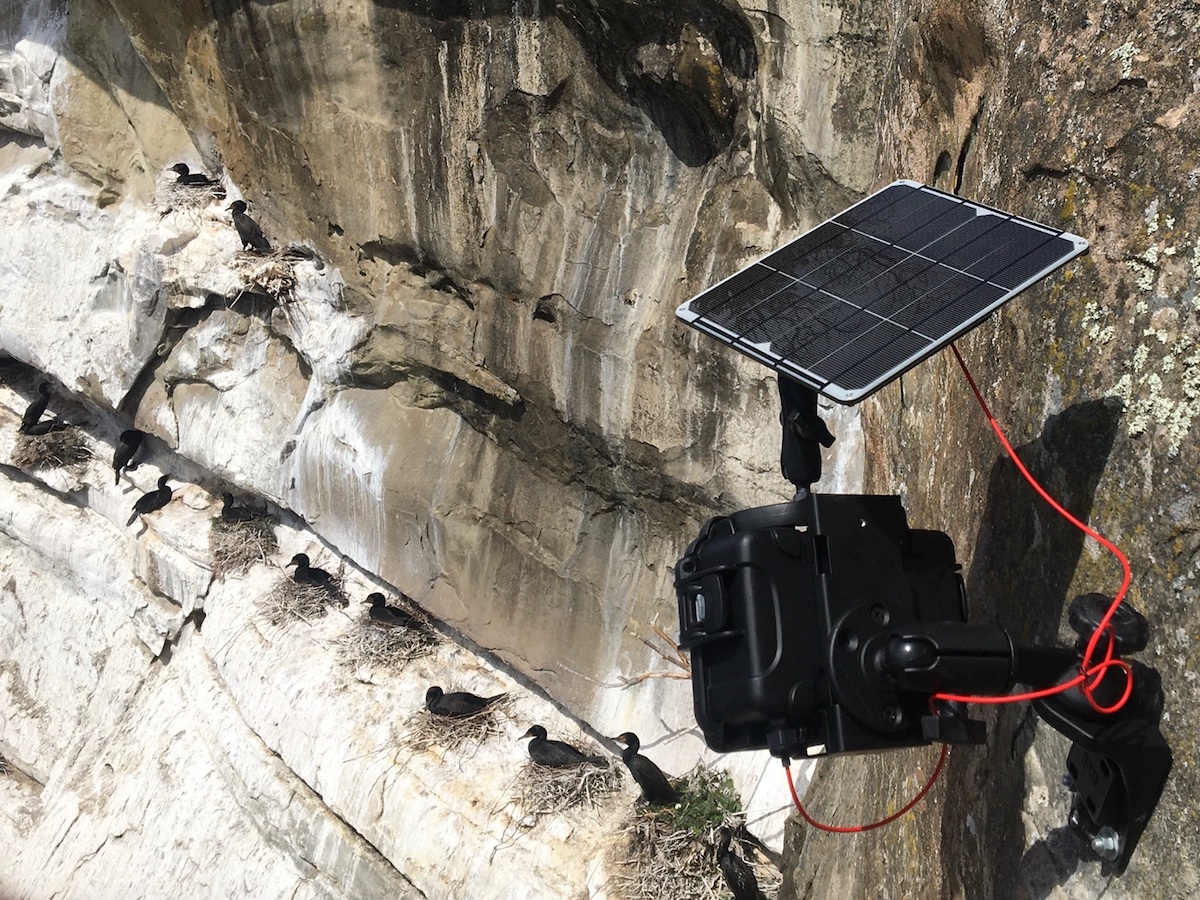 A GoPro with a solar panel mounted on the side of a cliff, watching cormorants.