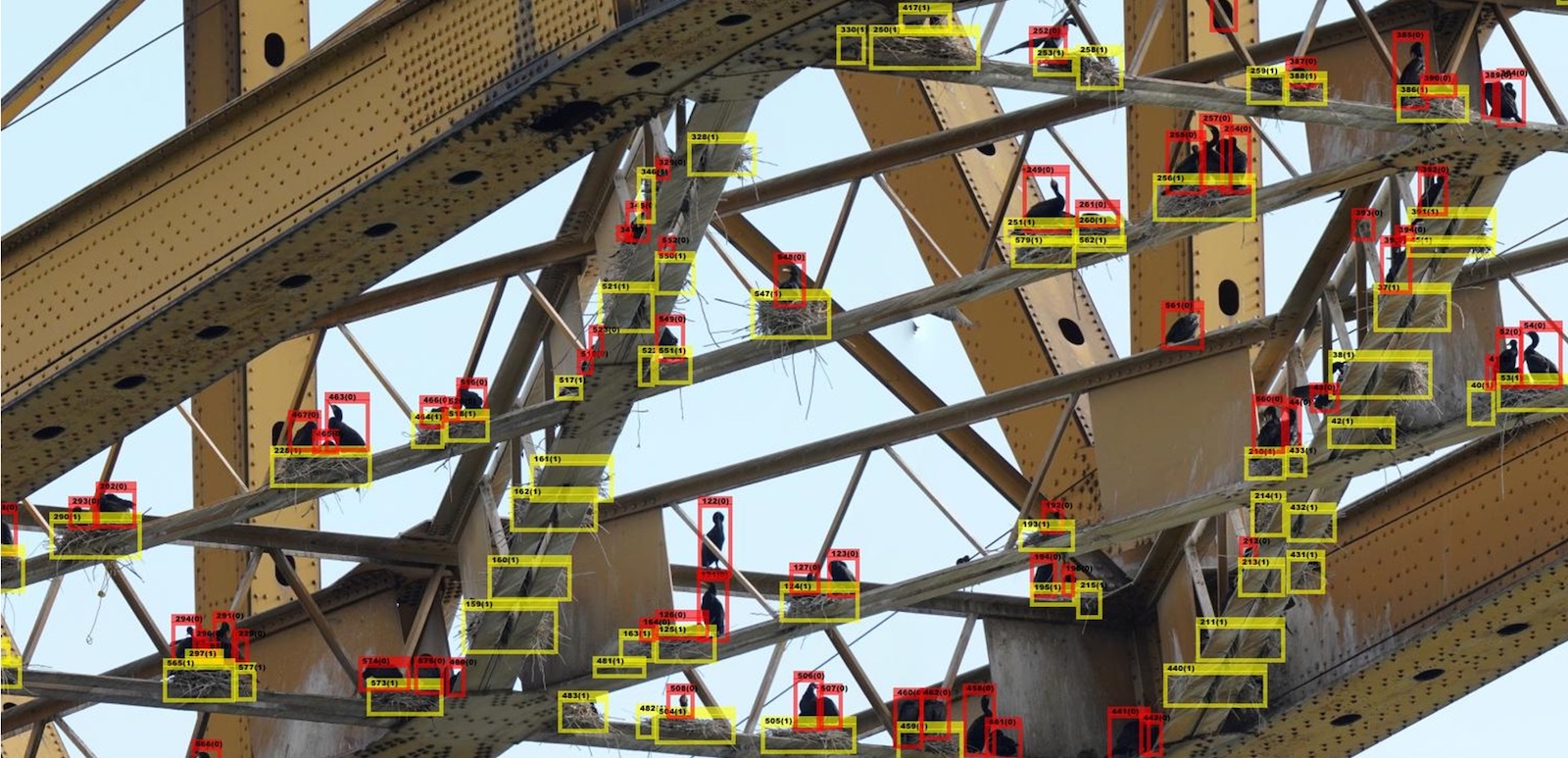 A screenshot of a photo of cormorants nesting under the beams of a bridge with an artificial intelligence identifying the birds and the nests using coloured boxes.