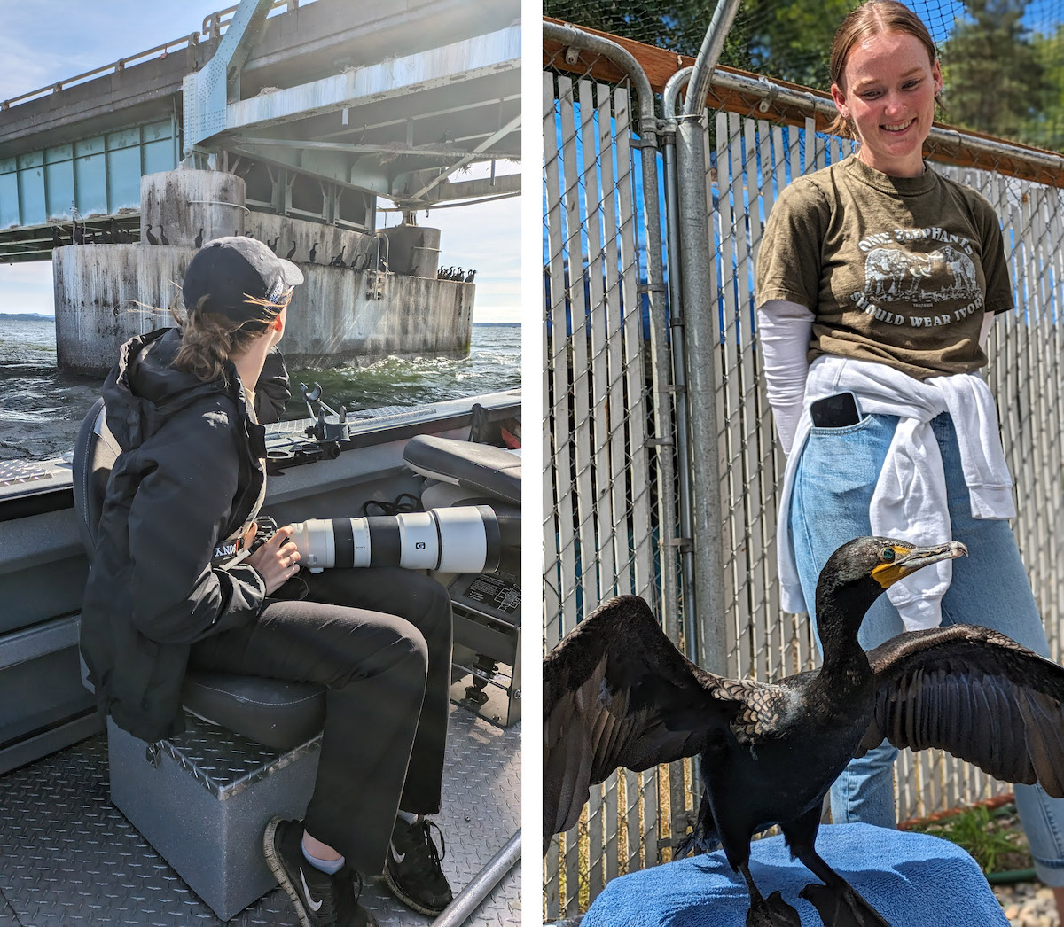 Left image: a woman holding a camera with a telephoto lens is on a boat looking towards part of a bridge, which has many cormorants perched on a ledge. Right image: a cormorant shows off its wings on an artificial blue rock while a woman in her 20s smiles behind in admiration.