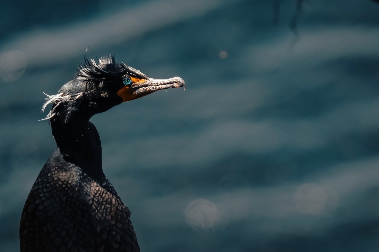 A double-crested cormorant with a turquoise eye and orange hooked beak looks over the water.
