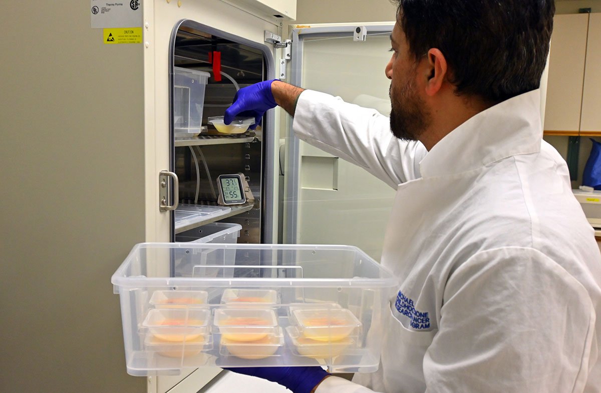 A man with medium skin tone and dark hair, wearing a white lab coat, removes a clear plastic tub of embryos from a tall lab fridge.