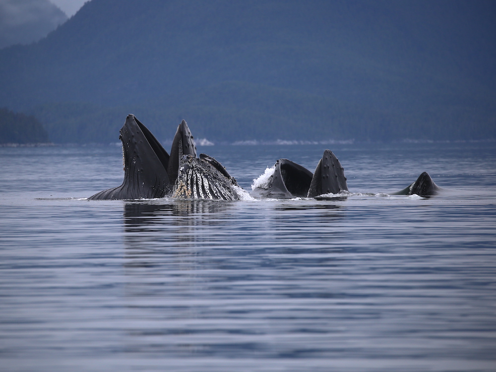 The mouths of four humpback whales are visible above calm waters.