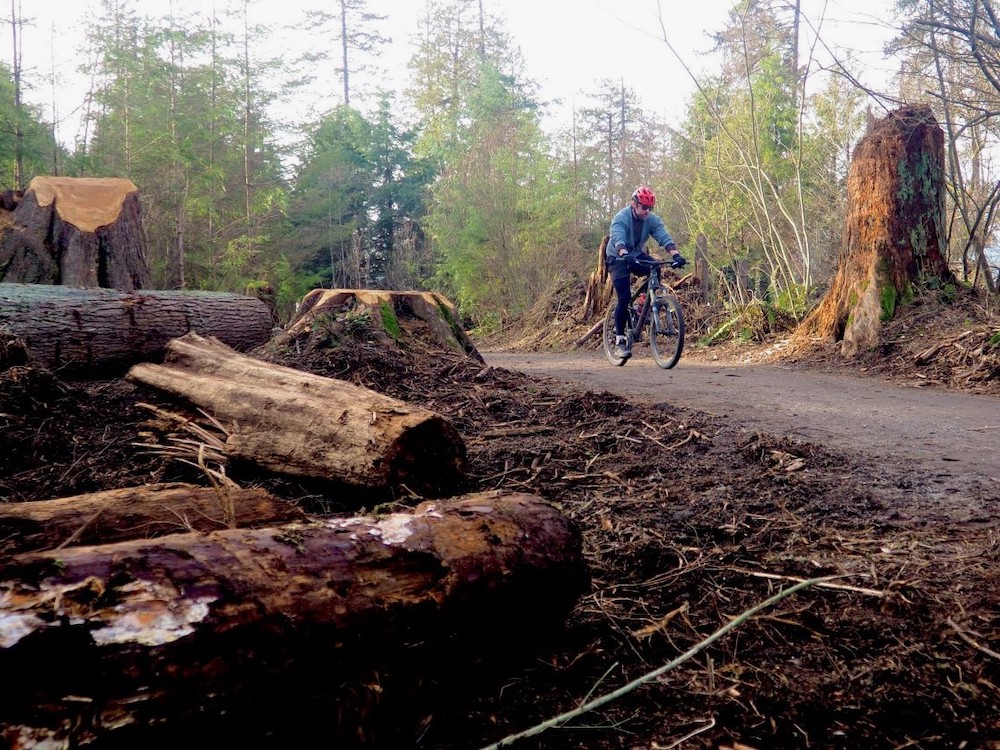 A bicyclist rolls down a dirt path. In the foreground are the remnants of sawed down trees.