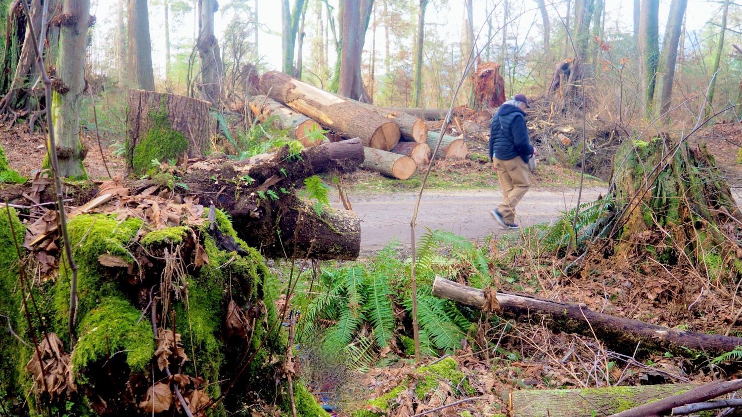 A hunched over walker makes his way through a landscape of tree stumps and pieces of sawed trees.