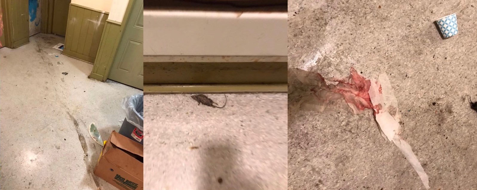 Three photos side by side. From left: a dirt-covered hallway floor; a dead mouse by a wall; and blood-soaked toilet paper on a filthy floor.