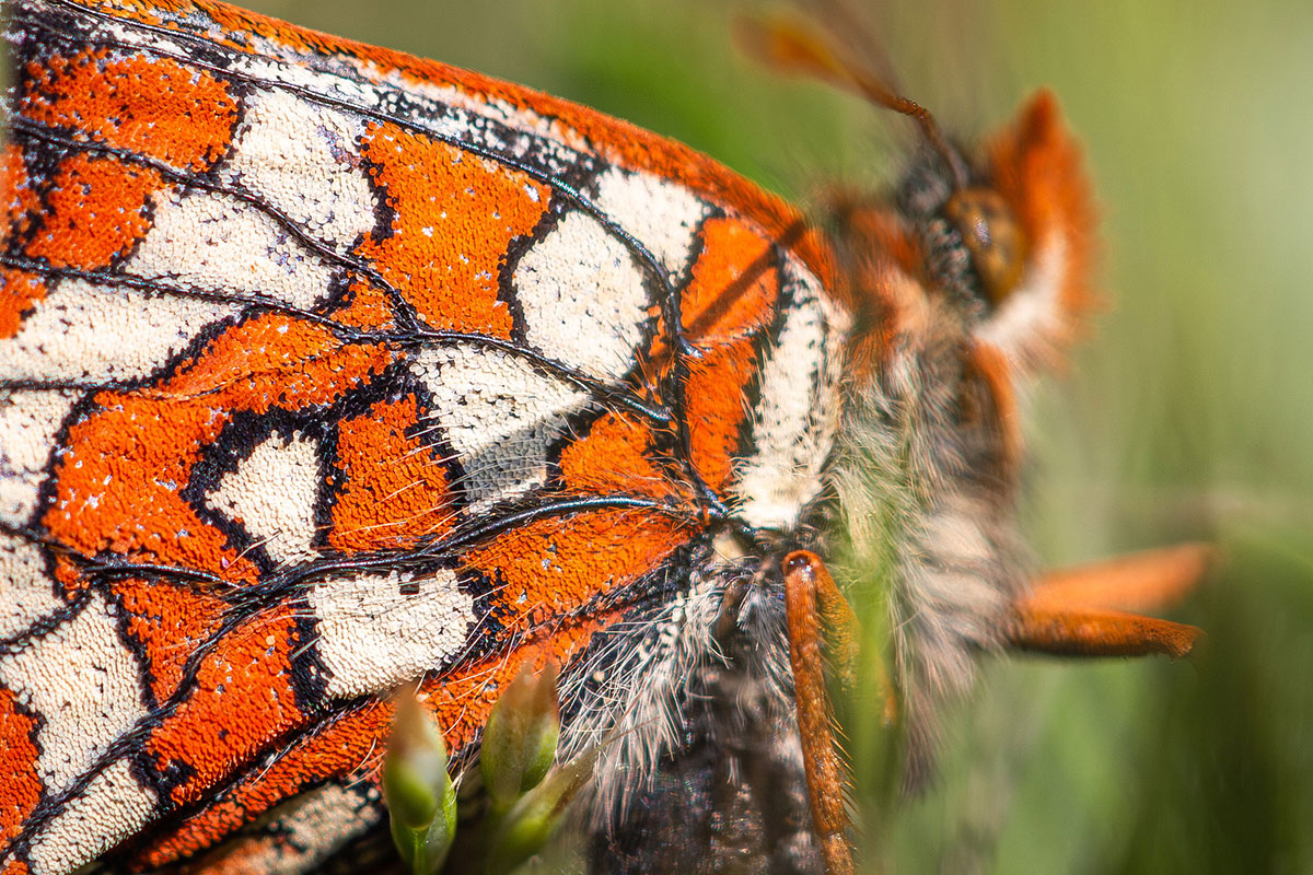 A close close close-up of an orange, black and white butterfly wing. It is made up of scales, which resemble tiny sequins.