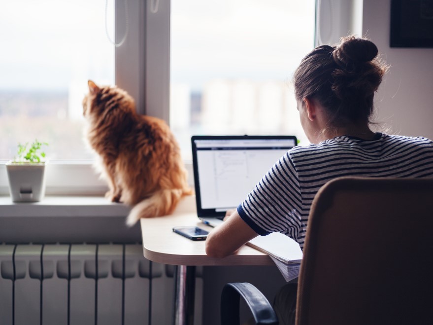 Seen from the back, a dark-haired woman works on her laptop computer at a desk and a cat is perched on a nearby windowsill.
