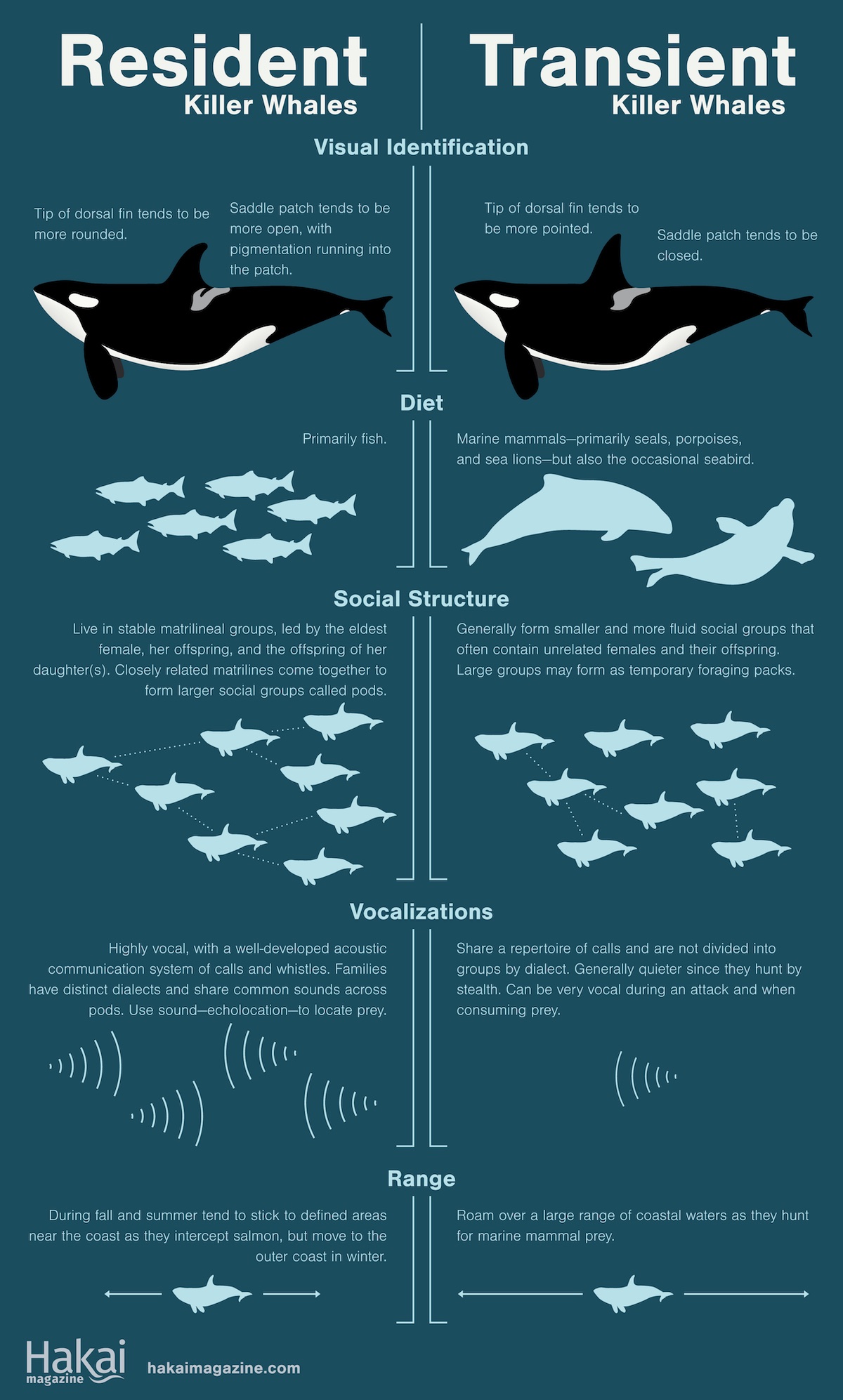 An infographic shows the differences between resident and transient killer whales, including visual identification, diet, social structure and vocalizations.