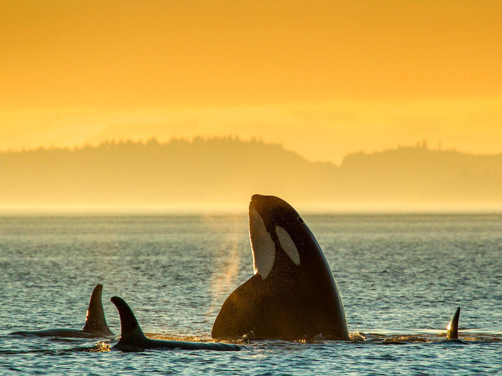 A killer whale emerges from the ocean at golden hour.