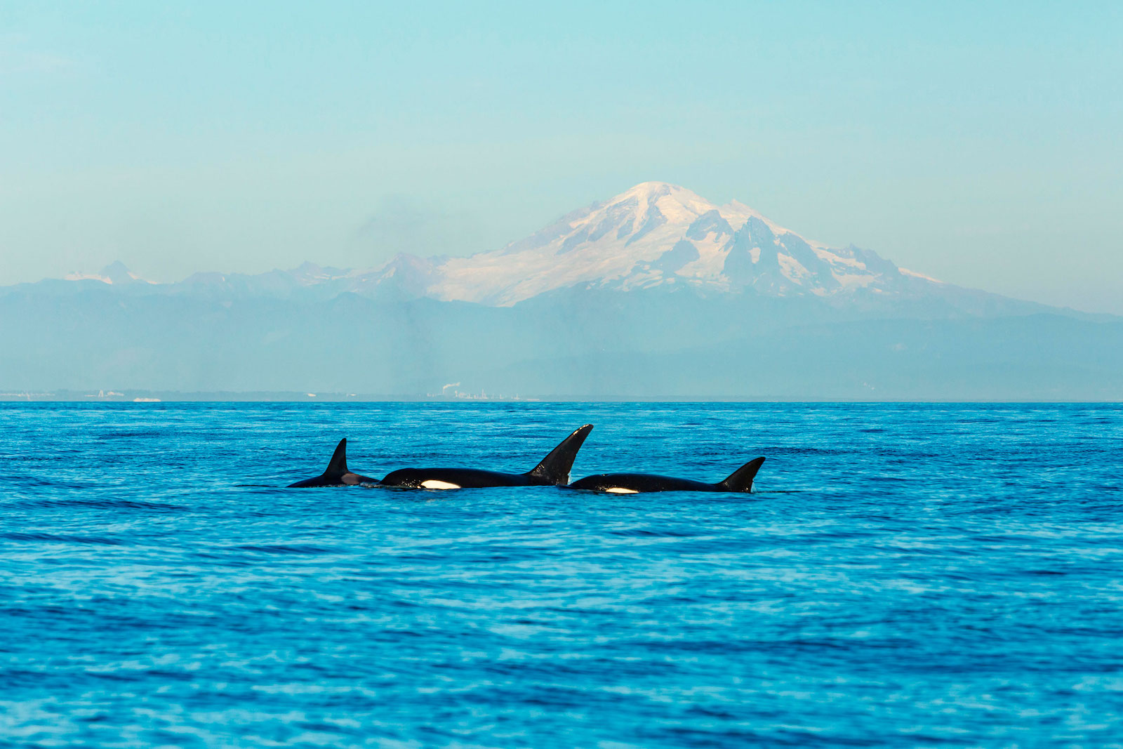 Three transient killer whales swim by in a blue ocean, against the backdrop of a snowy mountain.