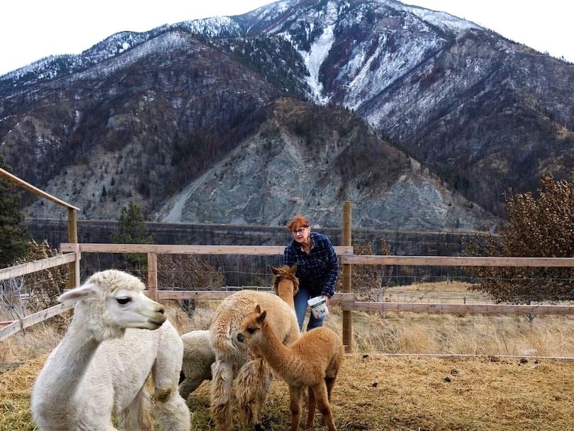 A woman with red hair and glasses wearing a navy blue plaid shirt and jeans feeds several white and brown llamas/alpacas in an outdoor livestock pen. A snow-dusted mountain rises dramatically behind her.