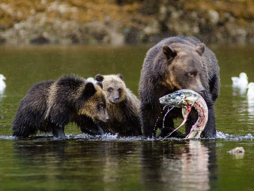 An adult grizzly bear catches a fish in a river. Two cubs are by her side.