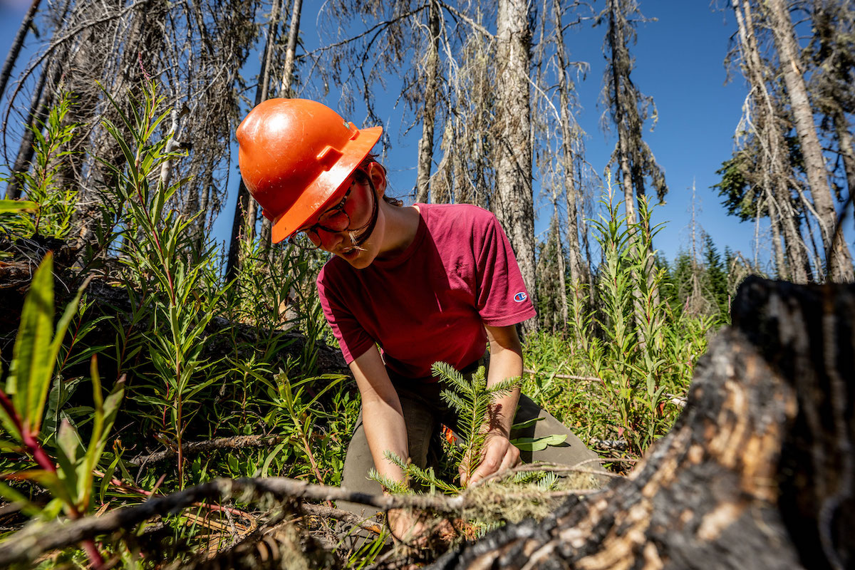 A woman wearing an orange hard hat and red T-shirt kneels and examines a sapling.