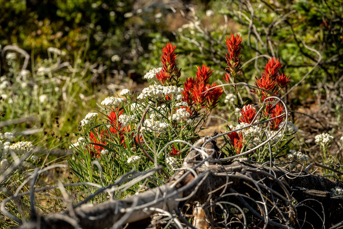 Red flowers emerging from burned ground.