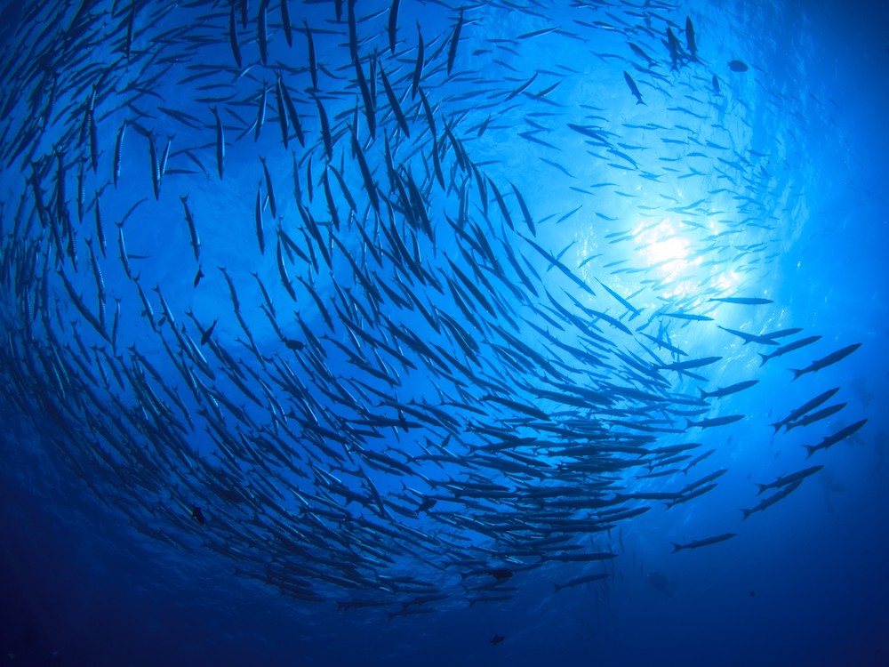 A school of barracuda fish swirl in the deep blue ocean. There is bright light coming from the surface and there is the faint outline of scuba divers to the right side of the image.