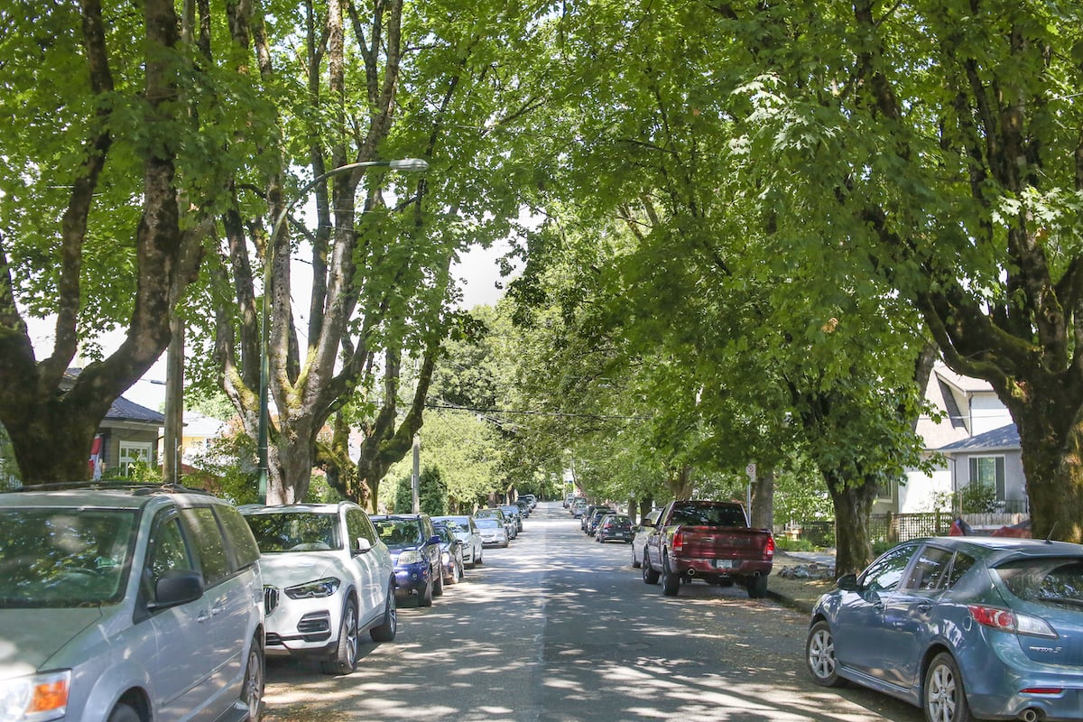 Established, tall maple trees line a residential street.