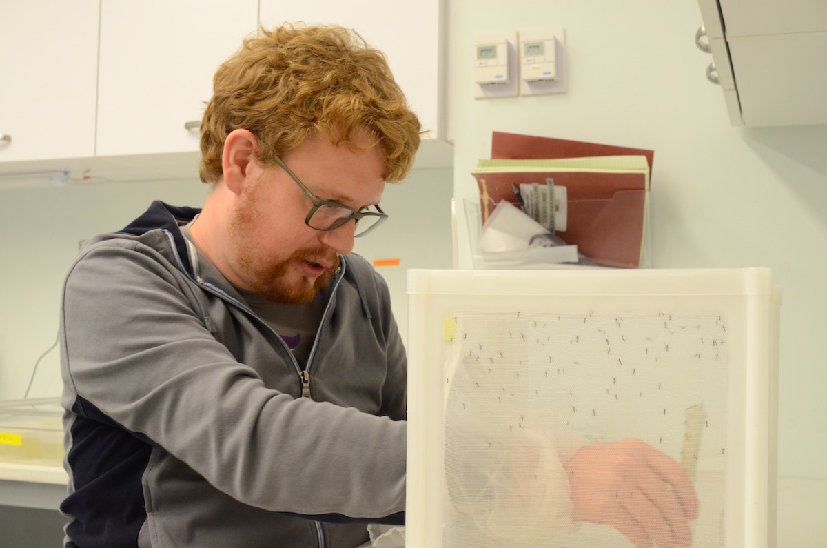 Ben Matthews is a white man with red hair and glasses. He wears a grey zip-up fleece pullover and reaches into a white container full of mosquito larvae, which look like small black flecks. He is standing in a laboratory with white cupboards and walls.