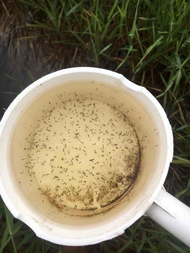 Mosquito larvae look like numerous black specks in a white cup of yellowish water held against a grassy background.