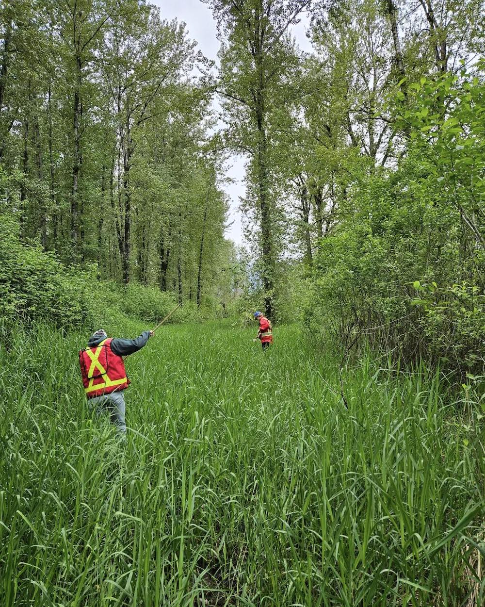 Two people in high-visibility red and yellow vests move through tall green grass flanked by deciduous trees on their hunt for mosquito larvae.
