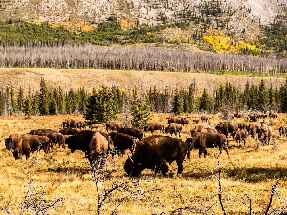 A herd of bison graze on yellow grass in an open meadow, with the lower slope of a mountain visible in the background.