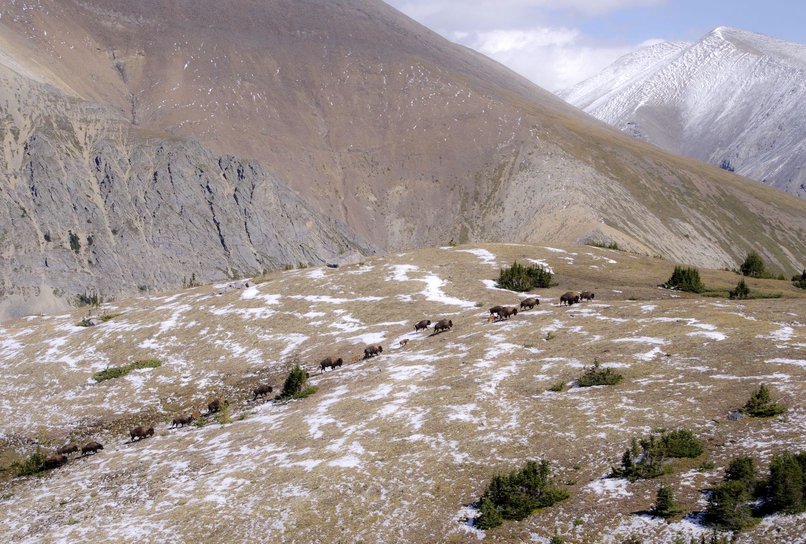 Aerial view of a line of dark brown bison walking through an alpine meadow flanked by mountains, with patches of snow visible on the brown ground.