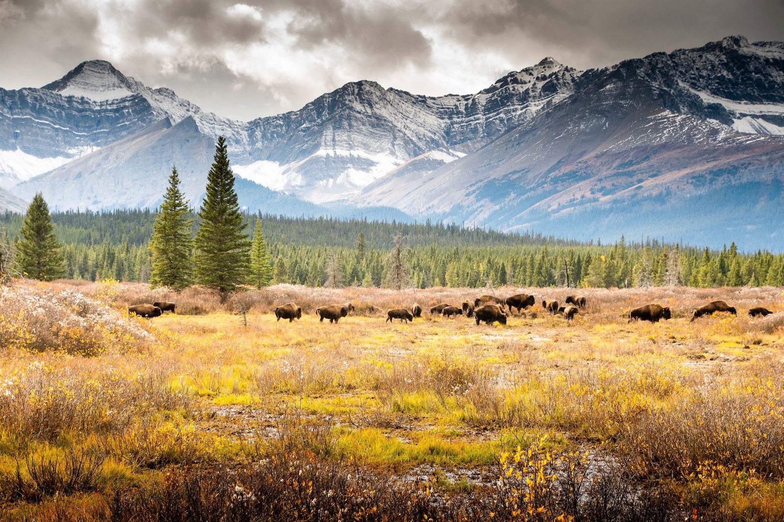 A group of bison in a yellow and brown meadow, with evergreens in the background stretching to imposing snow-streaked mountains.