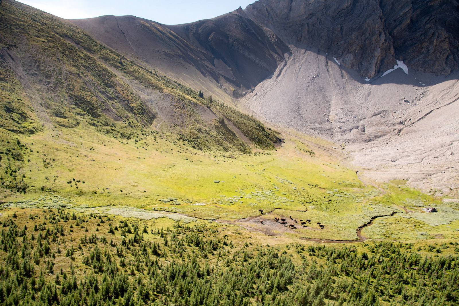 Aerial view of a small herd of bison within a broad green valley backed by a rocky mountain.
