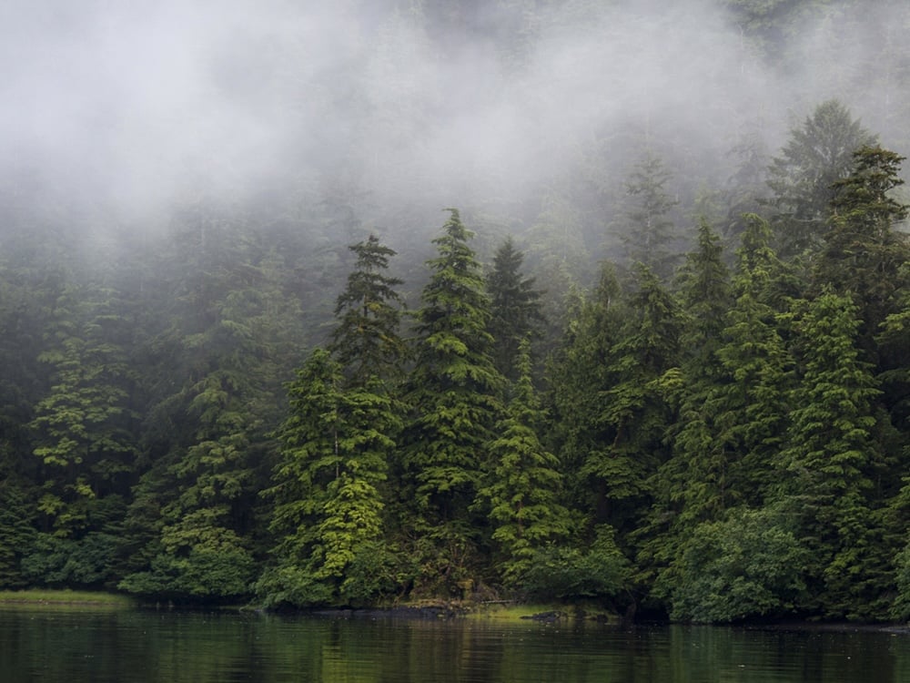 Forestry Giant Not Owed Compensation, BC Supreme Court Rules