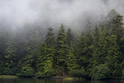 Forestry Giant Not Owed Compensation, BC Supreme Court Rules